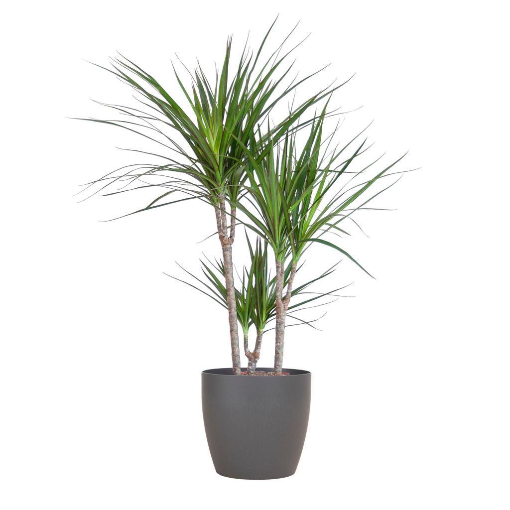 Dracaena marginata (dragetræ) i Potter-pyntepotte – Ø21 cm, 95 cm høj