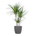 Dracaena marginata (dragetræ) i Potter-pyntepotte – Ø21 cm, 95 cm høj