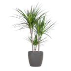 Dracaena marginata (dragetræ) i Potter-pyntepotte – Ø21 cm, 95 cm høj
