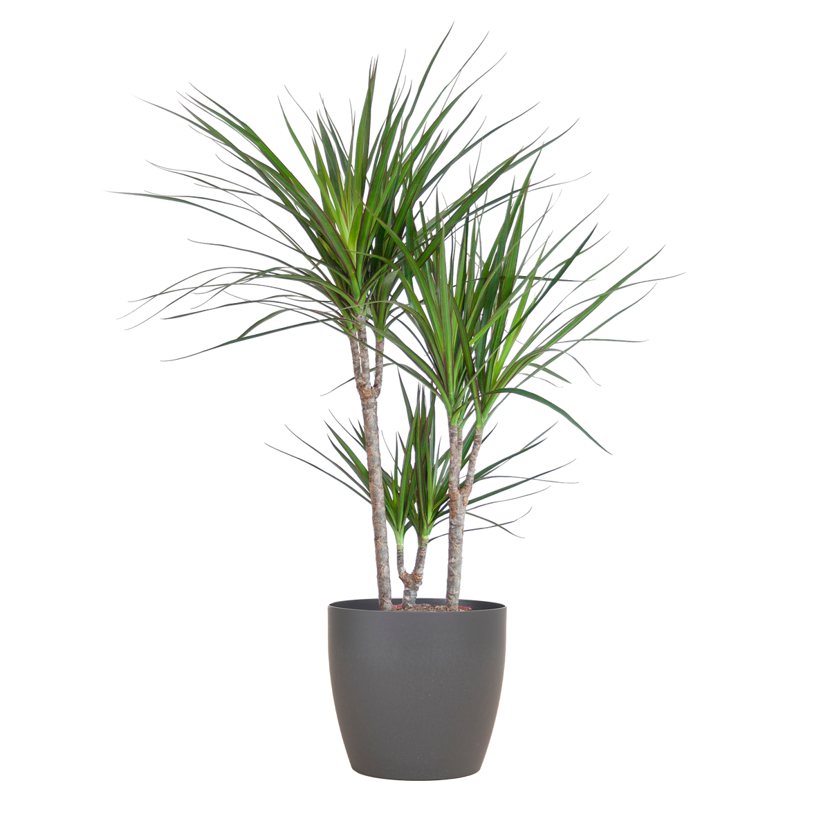 Dracaena marginata (Drachenbaum) im dekorativen Tontopf – Ø 21 cm, 95 cm hoch