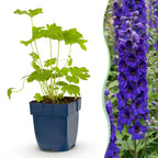 Delphinium 'Black Knight' (pied-d'éléphant) – violet – 6 plants, Ø11 cm, 15–25 cm de haut