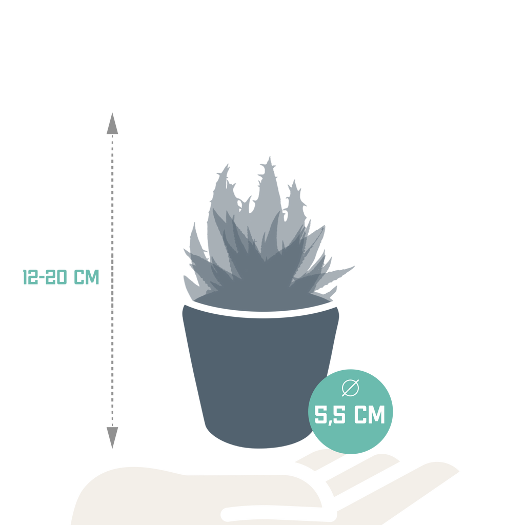 Gasteria/Haworthia mix – Ø6 cm, 13 cm hoog
