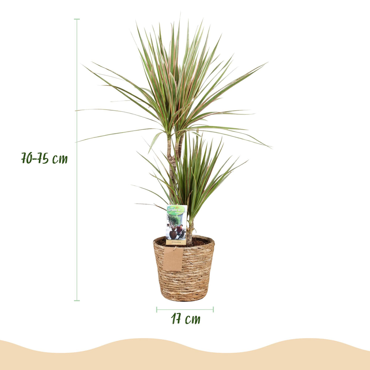 Dracaena marginata Bicolor (drakenboom) met mand – Ø17 cm, 70–75 cm hoog
