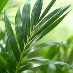 2× Howea forsteriana (palmier kentia) – Ø21 cm, 120–130 cm de haut