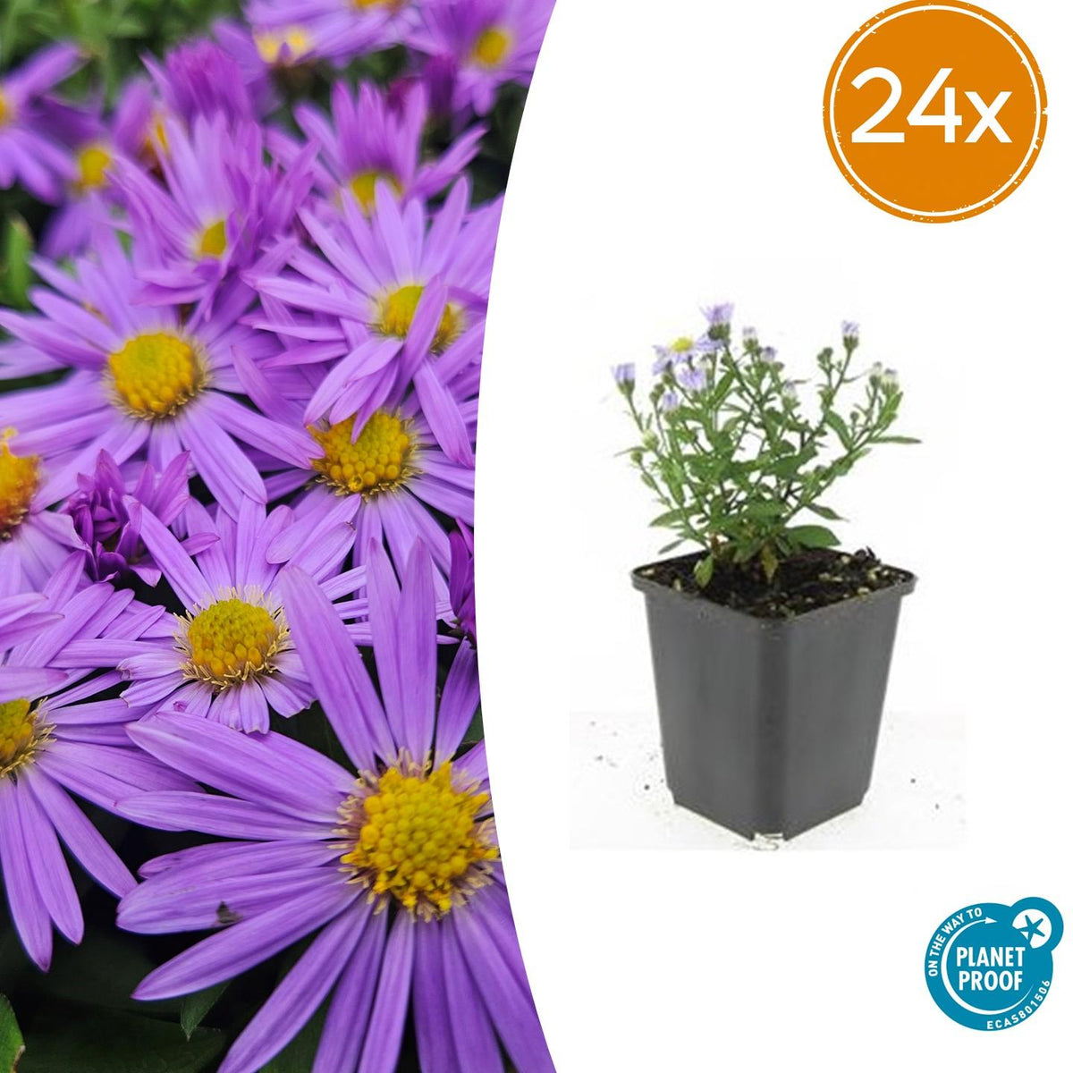 Aster 'Prof. Anton Kippenberg' – 24 planten, Ø9 cm, 10–25 cm hoog