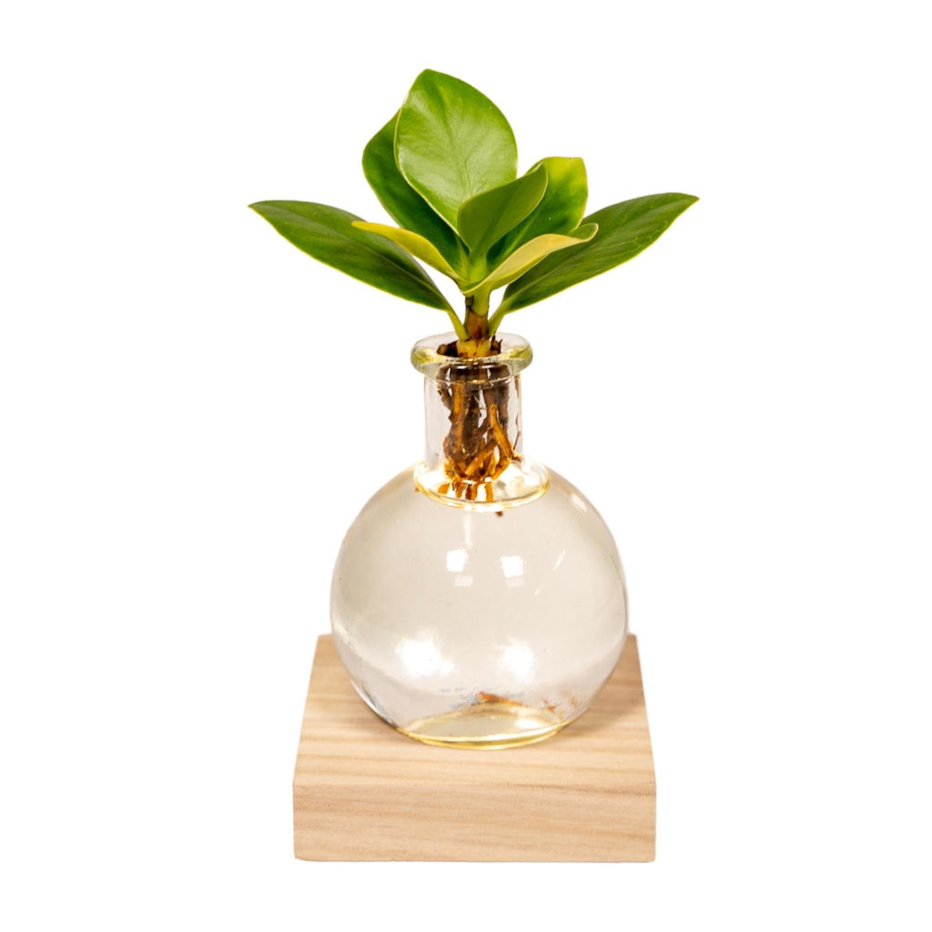 Clusia en verre Samoa – Ø4 cm, 10 cm de haut