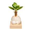 Clusia en verre Samoa – Ø4 cm, 10 cm de haut
