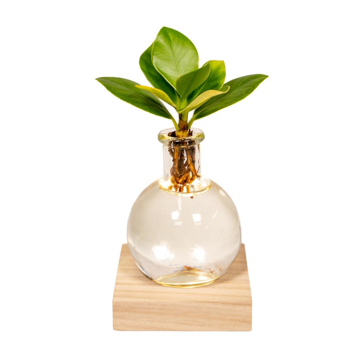 Clusia im Samoa-Glas – Ø 4 cm, 10 cm hoch
