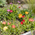 Delosperma mix (ijsbloem) – 6 planten, Ø7 cm, 10–12 cm hoog