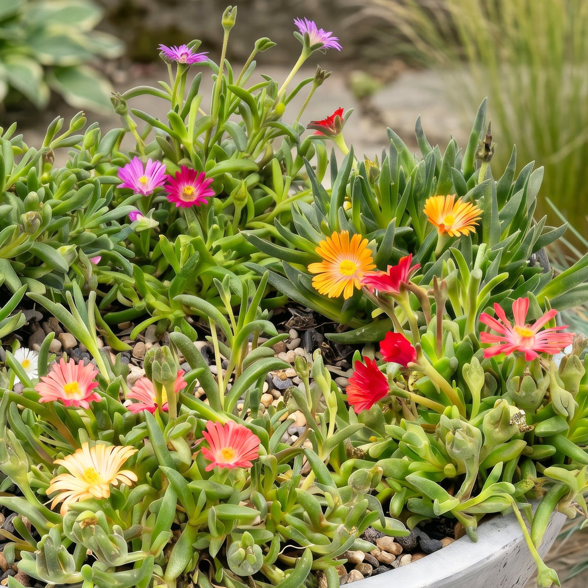 Delosperma mix (ijsbloem) – 6 planten, Ø7 cm, 10–12 cm hoog