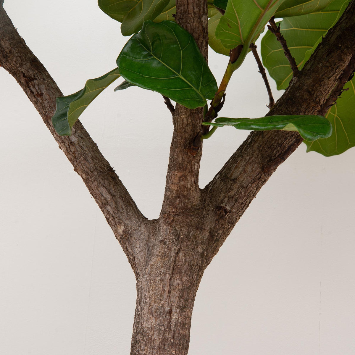Ficus lyrata boom XXXL (vioolbladplant) – Ø45 cm, 270 cm hoog