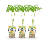 Rubus idaeus 'Fallgold' (raspberry) – 3 plants, Ø9 cm, 35 cm high