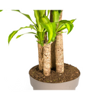 Dracaena fragrans Massangeana (dragebreg) – Ø30 cm, 170–190 cm høj