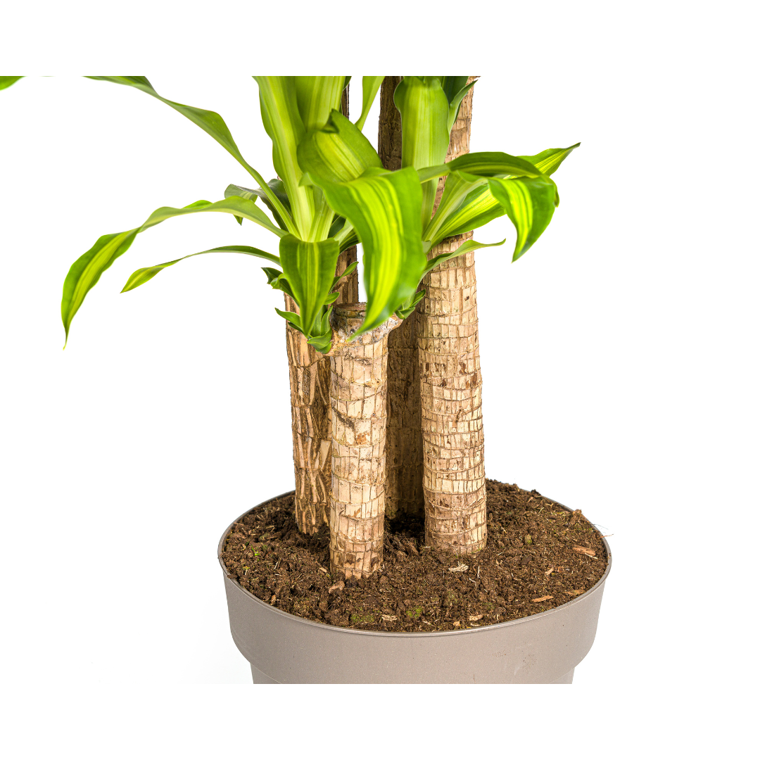 Dracaena fragrans Massangeana (Drachenbaum) – Ø 30 cm, 170–190 cm hoch