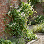 Fallopia aubertii (bruidssluierplant) – wit – 4 planten, Ø9 cm, 35 cm hoog