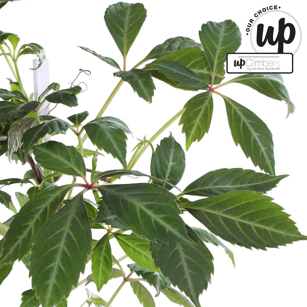 Parthenocissus henryana (Chinese wild grape) – Ø15 cm, 65 cm high – photo 6