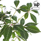 Parthenocissus henryana (Chinese wild grape) – Ø15 cm, 65 cm high
