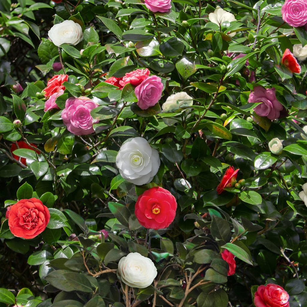 Camellia japonica 'Tricolour' (camellia) – pink-white-red – Ø15 cm, 30 cm high – photo 4