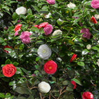 Camellia japonica 'Tricolour' (camellia) – pink-white-red – Ø15 cm, 30 cm high