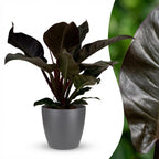 Philodendron Imperial Red en pot de culture gris – Ø19 cm, 60 cm de haut