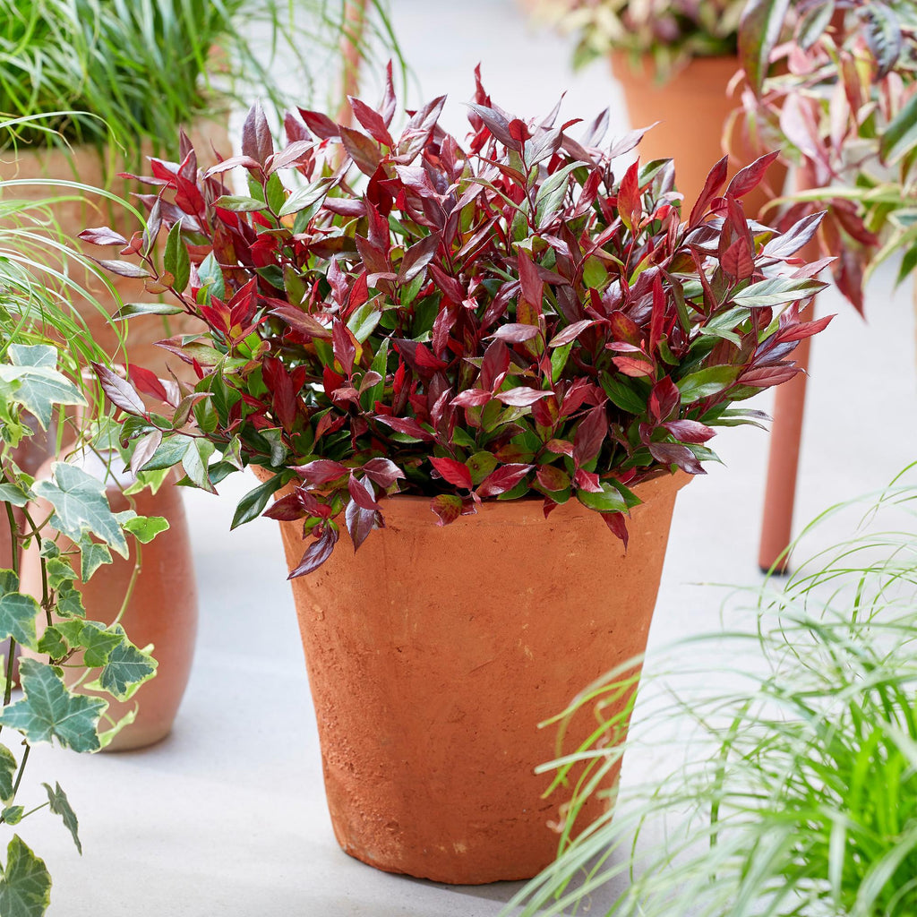 Leucothoe 'Little Flame' – rot – 2 Pflanzen, Ø 17 cm, 40 cm hoch – Bild 4
