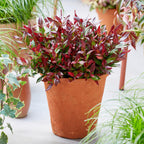 Leucothoe 'Little Flame' – rot – 2 Pflanzen, Ø 17 cm, 40 cm hoch