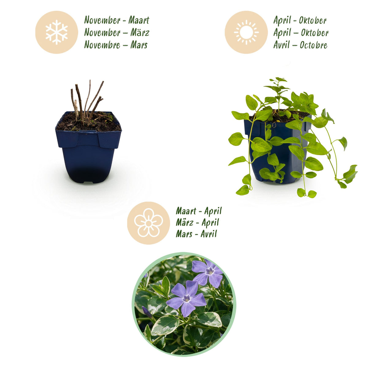 Vinca major variegata (Gewöhnlicher Efeu-duft) – blau – 24 Pflanzen, Ø 11 cm, 15–25 cm hoch – Bild 4