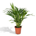 Dypsis lutescens (gul palm) – Ø17 cm, 60 cm hög