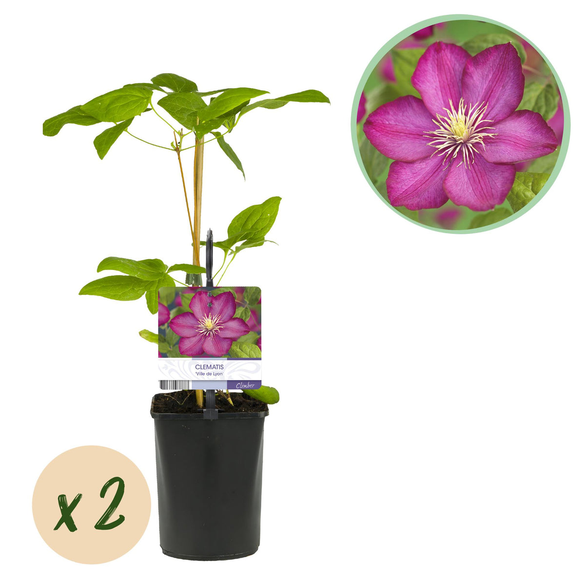 Clematis 'Ville De Lyon' (bosrank) – roze – 2 planten, Ø11 cm, 40 cm hoog