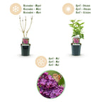Syringa vulgaris 'Ludwig Spath' (lierre des Indes) – violet – Ø17 cm, 45 cm de haut