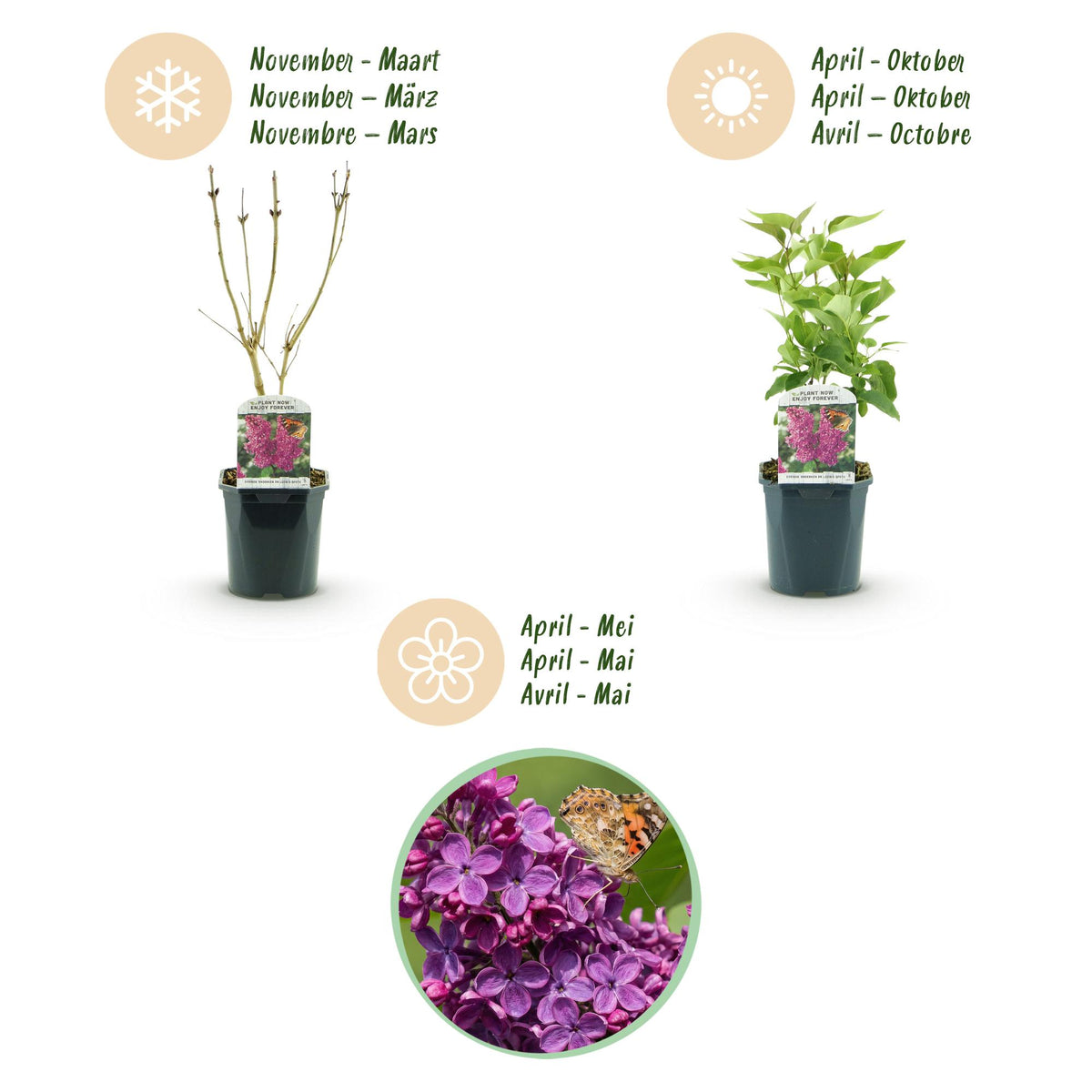 Syringa vulgaris 'Ludwig Spath' (lierre des Indes) – violet – Ø17 cm, 45 cm de haut – photo 4