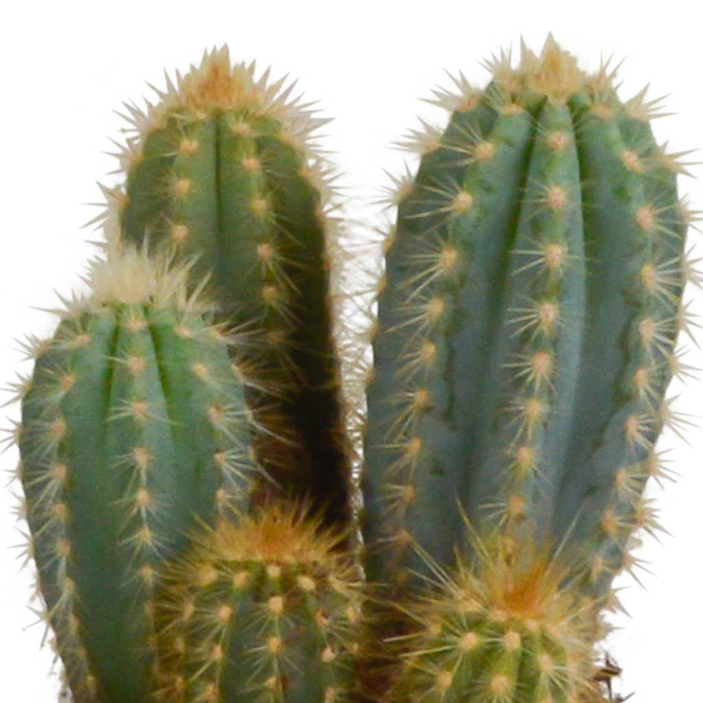 Cereus-Mix (Cactaceae) im weißen Topf – Ø 11 cm, 23 cm hoch