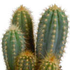 Cereus-Mix (Cactaceae) im weißen Topf – Ø 11 cm, 23 cm hoch
