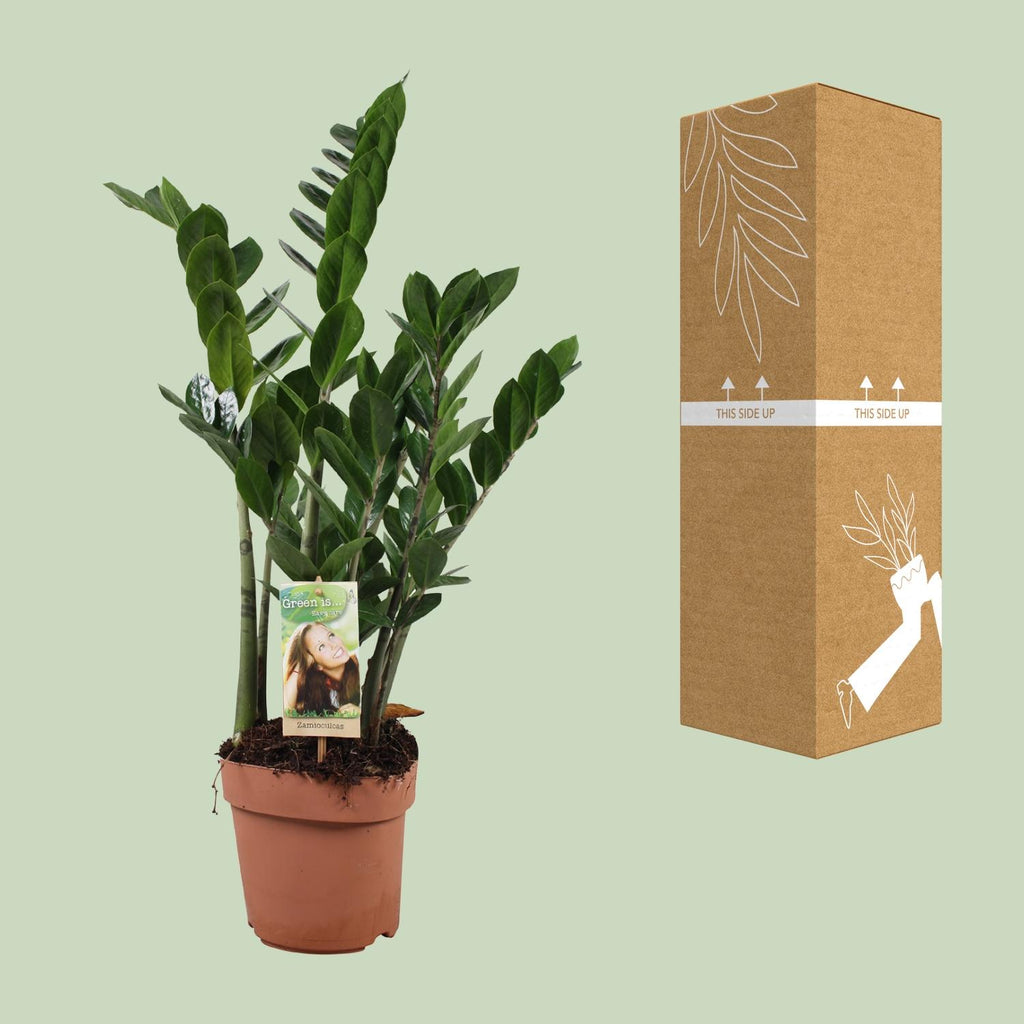Zamioculcas zamiifolia (Glücksfeder) – Ø 17 cm, 70 cm hoch