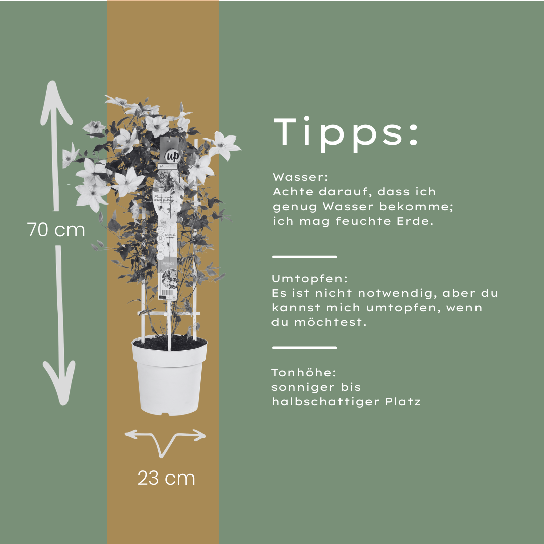 Clematis 'Garland Tsukiko' (Waldrebe) – Ø23 cm – Bild 9