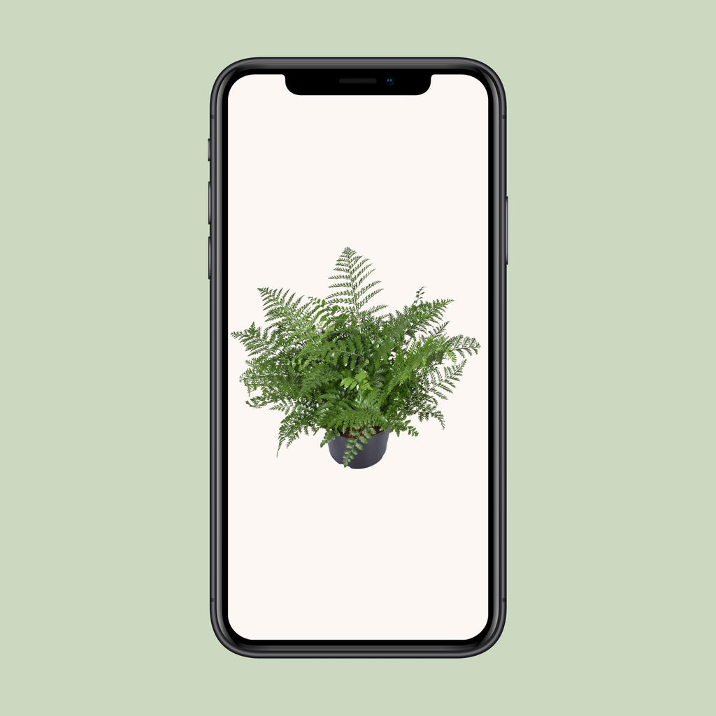Asplenium Parvati (fugleredbreg) – Ø23 cm, 55 cm høj