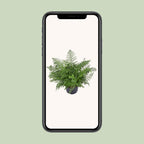Asplenium Parvati (fugleredbreg) – Ø23 cm, 55 cm høj