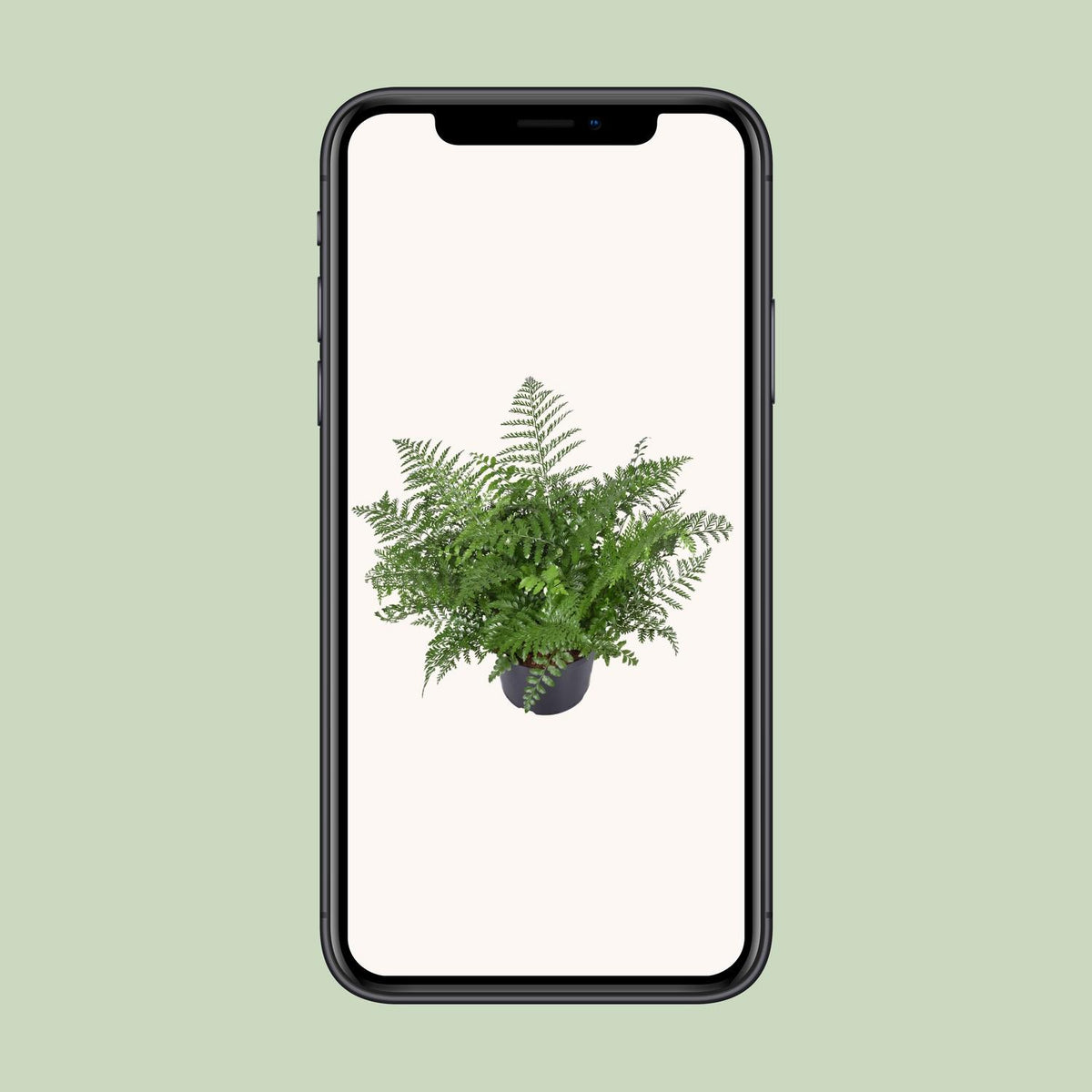 Asplenium Parvati (fugleredbreg) – Ø23 cm, 55 cm høj