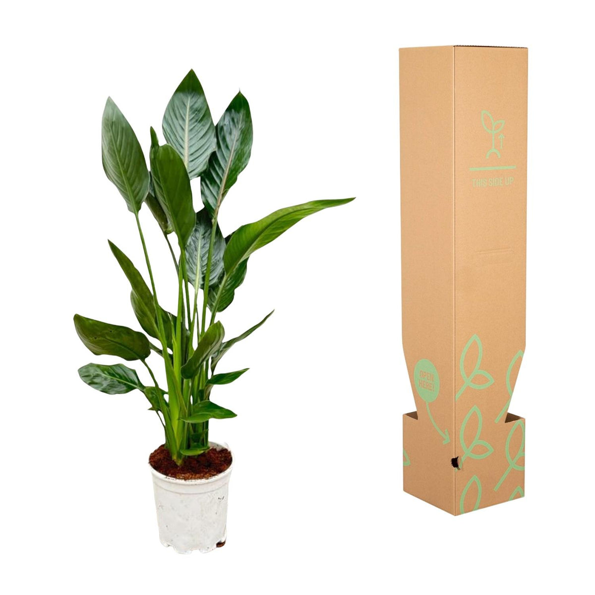 Strelitzia reginae (bird of paradise) – Ø21 cm, 100 cm high – photo 3
