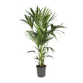 Howea forsteriana (kentiapalm) – Ø21 cm, 120 cm hoog