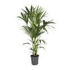 Howea forsteriana (kentiapalm) – Ø21 cm, 120 cm hoog