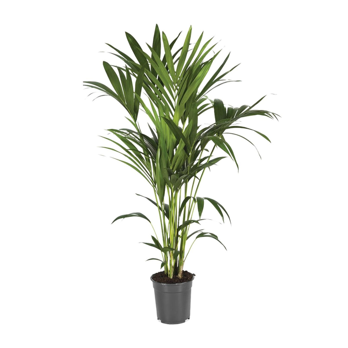 Howea forsteriana (Kentia-Palme) – Ø 21 cm, 120 cm hoch