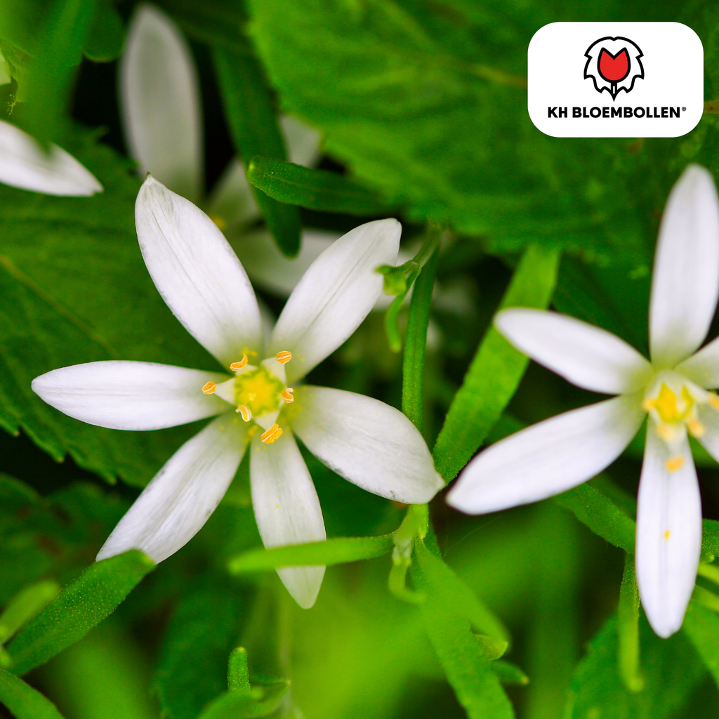 Alpenveilchen – 30 Blumenzwiebeln