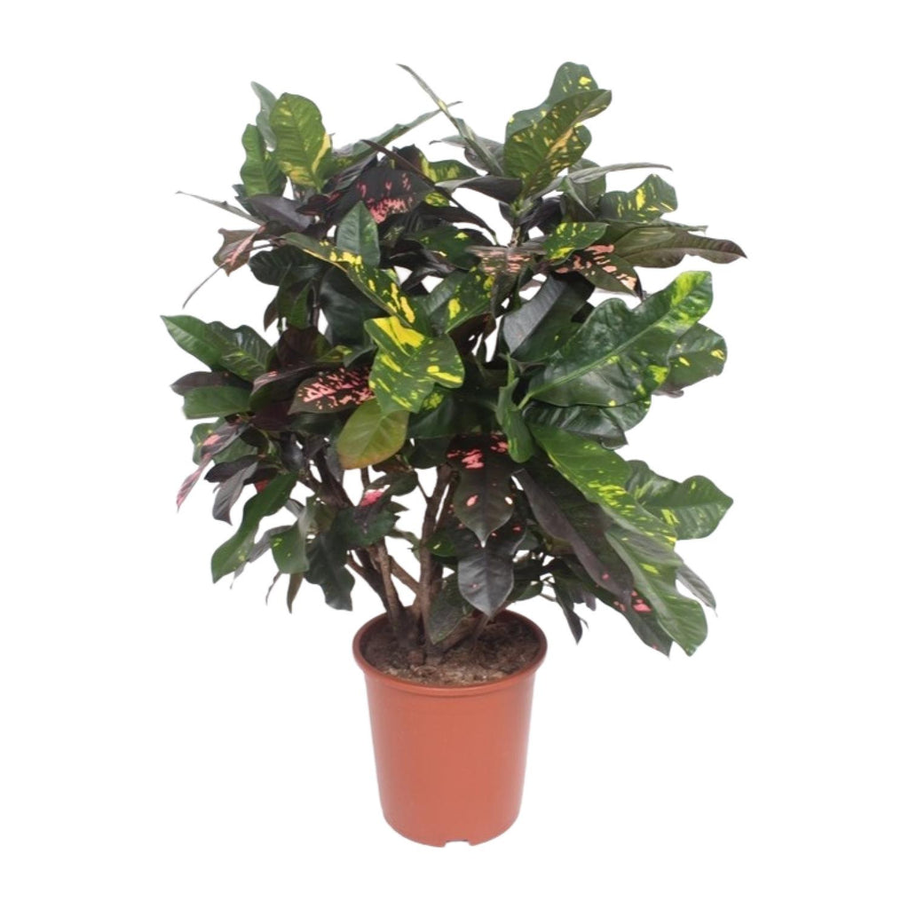 Croton Magnificent (Codiaeum) – Ø27 cm, 110 cm high
