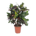 Croton Magnificent (Codiaeum) – Ø27 cm, 110 cm high