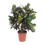Croton Magnificent (Codiaeum) – Ø27 cm, 110 cm high