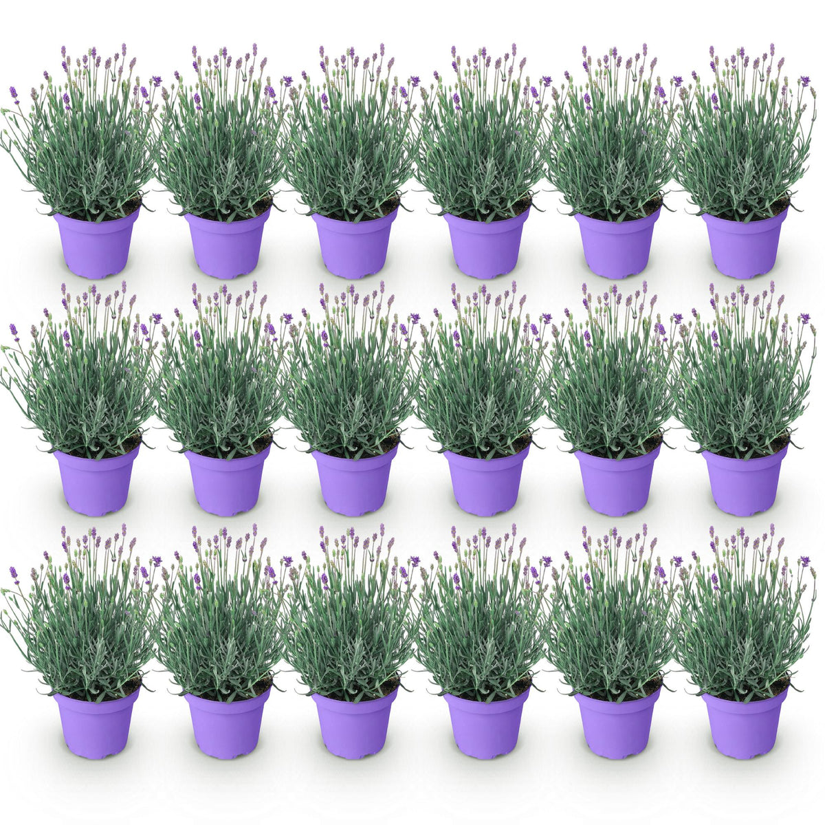 Lavandula angustifolia 'Munstead' (lavendel) – paars – 18 planten, Ø12 cm, 15–25 cm hoog