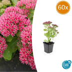Sedum 'Herbstfreude' (stonecrop) – 60 plants, Ø9 cm, 10–25 cm high