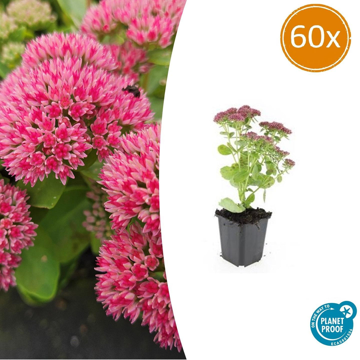 Sedum 'Herbstfreude' (stonecrop) – 60 plants, Ø9 cm, 10–25 cm high – photo 2