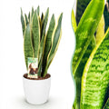 Sansevieria Laurentii (vrouwentong) in Potter-sierpot wit – Ø21 cm, 70–80 cm hoog